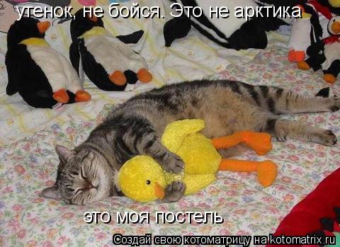 утенок, не бойся. Это не арктика это моя постель... Котоматрица: утенок, не бойся. Это не арктика это моя постель