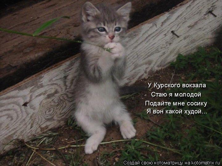 У Курского вокзала Стаю я молодой Подайте мне сосику Я вон какой худой...... Котоматрица: У Курского вокзала Стаю я молодой Подайте мне сосику Я вон какой худой...