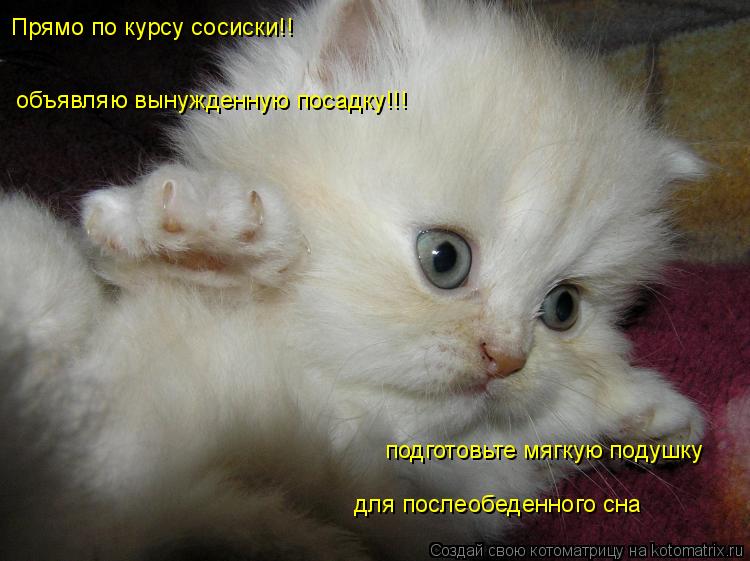 объявляю вынужденную посадку!!! Прямо по курсу сосиски!! подготовьте мягкую подушку для послеобеденно... Котоматрица: объявляю вынужденную посадку!!! Прямо по курсу сосиски!! подготовьте мягкую подушку для послеобеденного сна