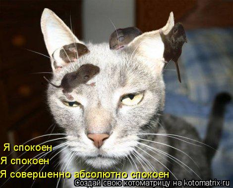 Я спокоен Я спокоен Я совершенно абсолютно спокоен... Котоматрица: Я спокоен Я спокоен Я совершенно абсолютно спокоен