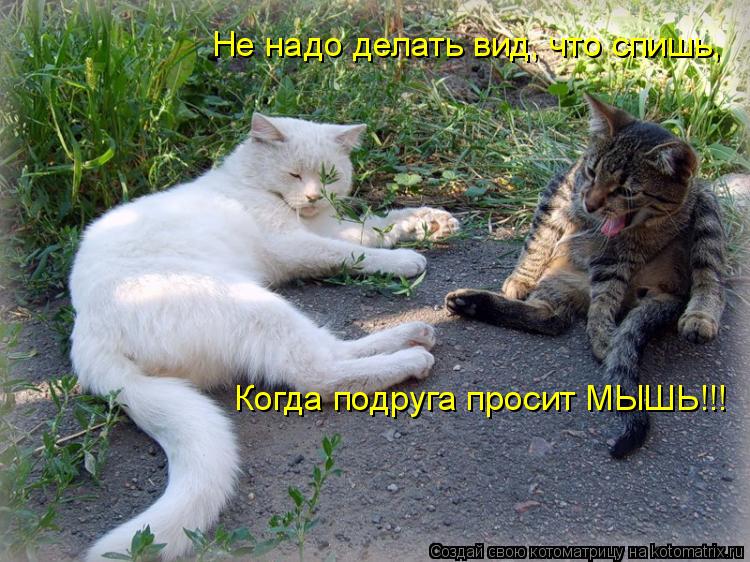 Не надо делать вид, что спишь, Когда подруга просит МЫШЬ!!!... Котоматрица: Не надо делать вид, что спишь, Когда подруга просит МЫШЬ!!!