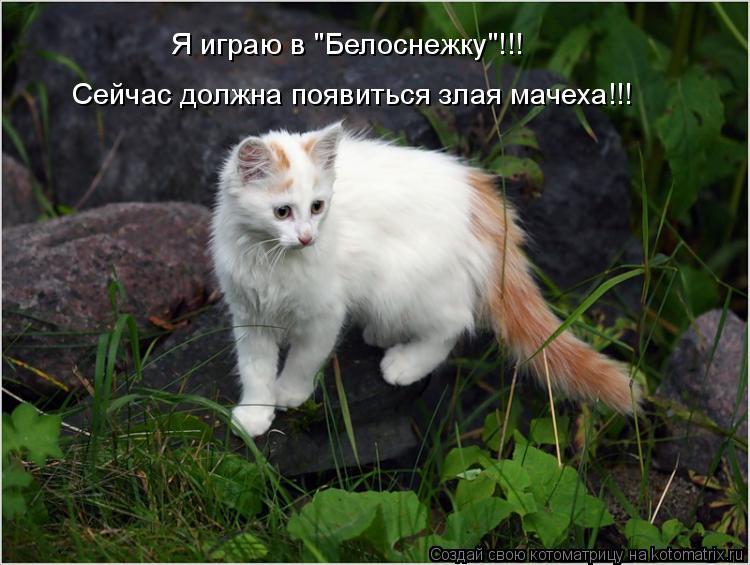 Я играю в "Белоснежку"!!! Сейчас должна появиться злая мачеха!!!... Котоматрица: Я играю в "Белоснежку"!!! Сейчас должна появиться злая мачеха!!!