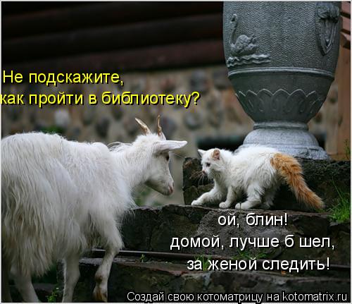 Не подскажите, как пройти в библиотеку? ой, блин! домой, лучше б шел, за женой следить!... Котоматрица: Не подскажите, как пройти в библиотеку? ой, блин! домой, лучше б шел, за женой следить!