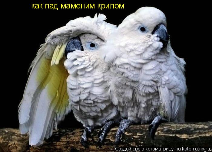 как пад маменим крилом... Котоматрица: как пад маменим крилом