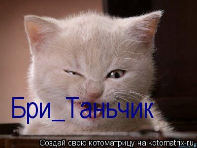 Бри_Таньчик... Котоматрица: Бри_Таньчик