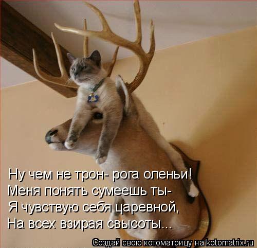 Ну чем не трон- рога оленьи! Меня понять сумеешь ты- Я чувствую себя царевной, На всех взирая свысоты... Котоматрица: Ну чем не трон- рога оленьи! Меня понять сумеешь ты- Я чувствую себя царевной, На всех взирая свысоты...