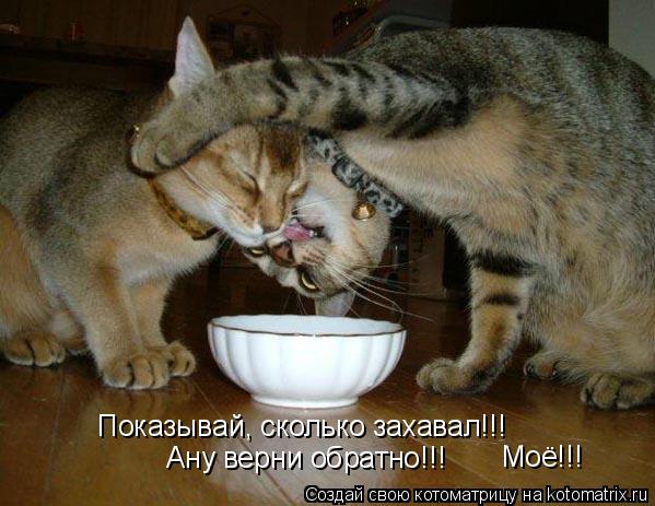 Показывай, сколько захавал!!! Ану верни обратно!!! Моё!!!... Котоматрица: Показывай, сколько захавал!!! Ану верни обратно!!! Моё!!!
