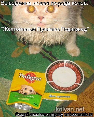 Выведенна новая порода котов: "Желтоглазый Пучиглаз Педигриед"... Котоматрица: Выведенна новая порода котов: "Желтоглазый Пучиглаз Педигриед"