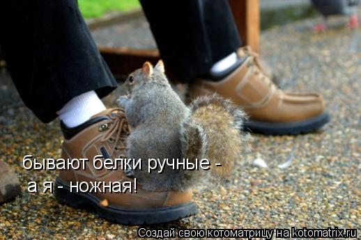 бывают белки ручные - а я - ножная!... Котоматрица: бывают белки ручные - а я - ножная!