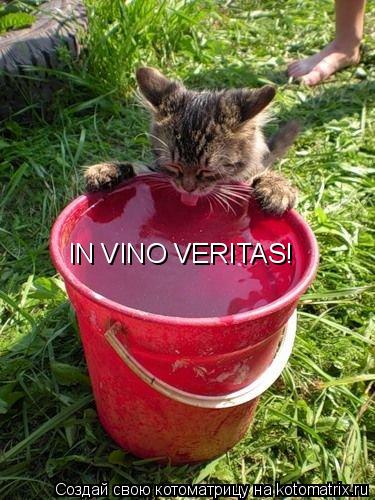 IN VINO VERITAS!... Котоматрица: IN VINO VERITAS!