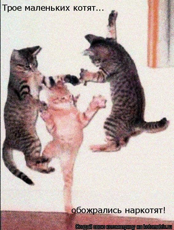 Трое маленьких котят... обожрались наркотят!... Котоматрица: Трое маленьких котят... обожрались наркотят!