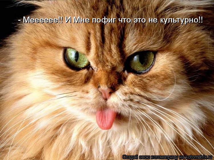 - Мееееее!! И Мне пофиг что это не культурно!!... Котоматрица: - Мееееее!! И Мне пофиг что это не культурно!!