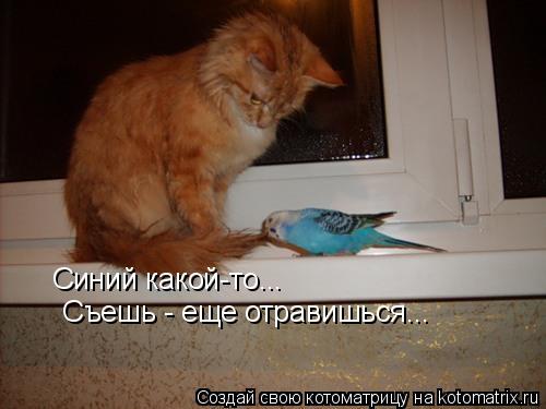 Синий какой-то... Съешь - еще отравишься...... Котоматрица: Синий какой-то... Съешь - еще отравишься...