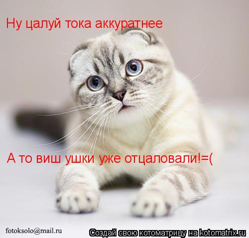 Ну цалуй тока аккуратнее А то виш ушки уже отцаловали!=(... Котоматрица: Ну цалуй тока аккуратнее А то виш ушки уже отцаловали!=(