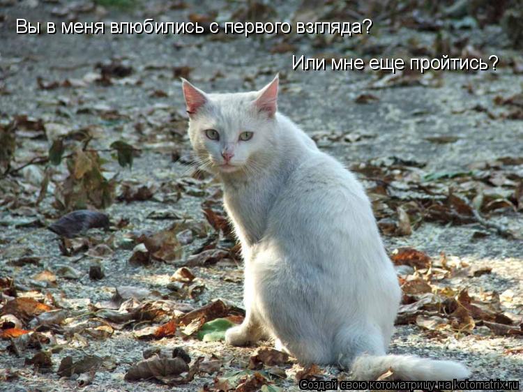 Вы в меня влюбились с первого взгляда? Или мне еще пройтись?... Котоматрица: Вы в меня влюбились с первого взгляда? Или мне еще пройтись?