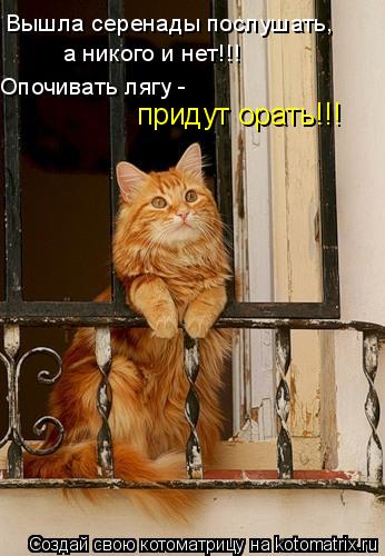 Вышла серенады послушать, а никого и нет!!! Опочивать лягу - придут орать!!!... Котоматрица: Вышла серенады послушать, а никого и нет!!! Опочивать лягу - придут орать!!!