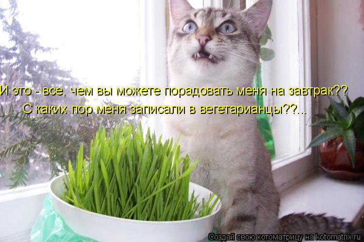 И это - все, чем вы можете порадовать меня на завтрак?? С каких пор меня записали в вегетарианцы??...... Котоматрица: И это - все, чем вы можете порадовать меня на завтрак?? С каких пор меня записали в вегетарианцы??...