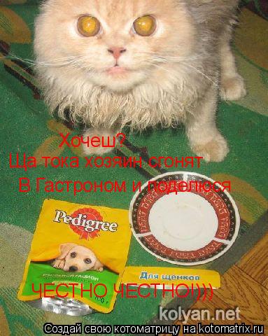 Хочеш? Ща тока хозяин сгонят В Гастроном и поделюся ЧЕСТНО ЧЕСТНО!)))... Котоматрица: Хочеш? Ща тока хозяин сгонят В Гастроном и поделюся ЧЕСТНО ЧЕСТНО!)))