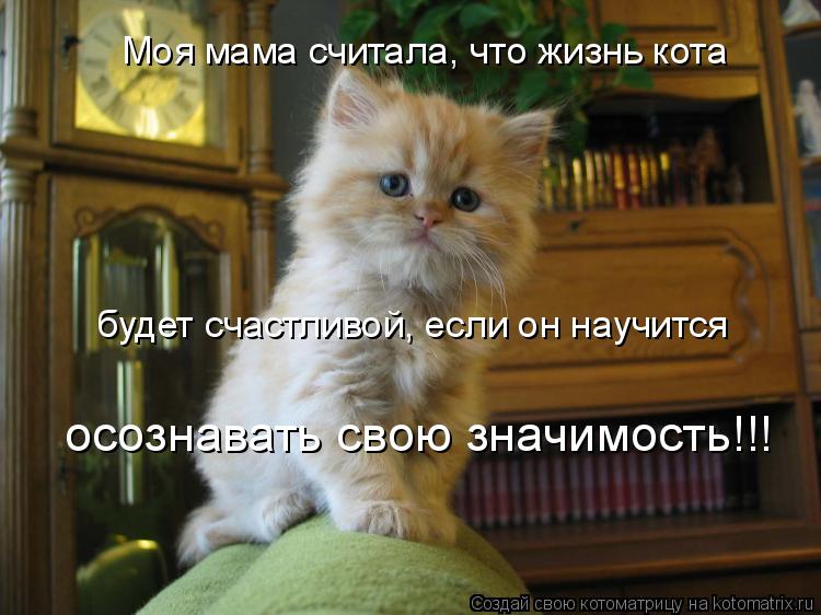 Моя мама считала, что жизнь кота будет счастливой, если он научится осознавать свою значимость!!!... Котоматрица: Моя мама считала, что жизнь кота будет счастливой, если он научится осознавать свою значимость!!!