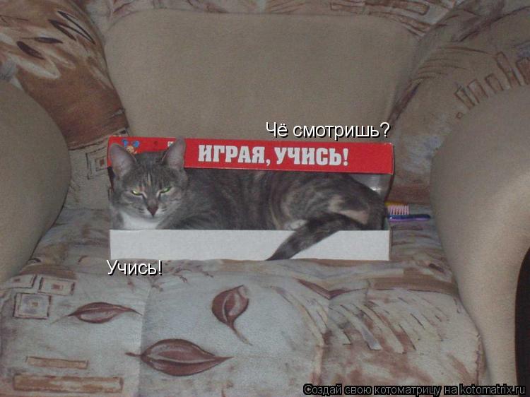 Чё смотришь? Учись!... Котоматрица: Чё смотришь? Учись!