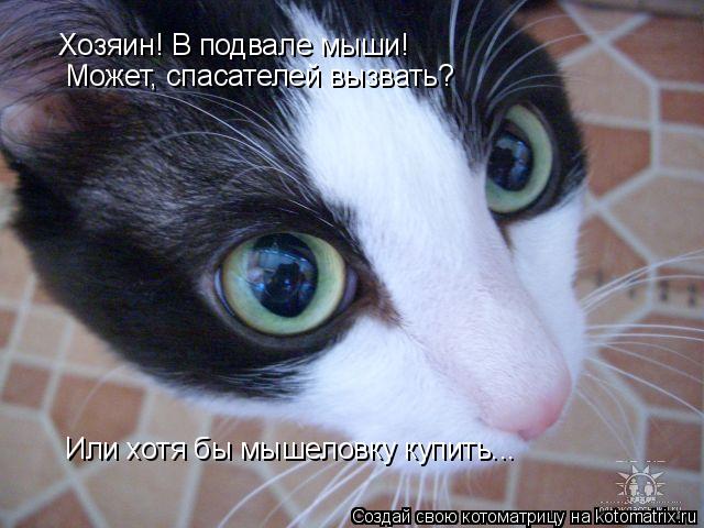 Хозяин! В подвале мыши! Может, спасателей вызвать? Или хотя бы мышеловку купить...... Котоматрица: Хозяин! В подвале мыши! Может, спасателей вызвать? Или хотя бы мышеловку купить...