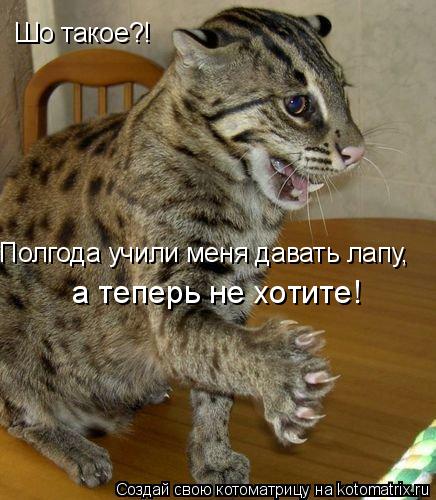 Шо такое?! Полгода учили меня давать лапу, а теперь не хотите!... Котоматрица: Шо такое?! Полгода учили меня давать лапу, а теперь не хотите!