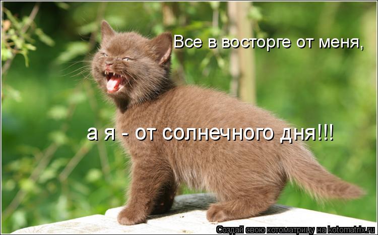 Все в восторге от меня, а я - от солнечного дня!!!... Котоматрица: Все в восторге от меня, а я - от солнечного дня!!!