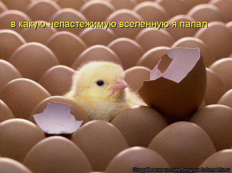 в какую непастежимую вселенную я папал... Котоматрица: в какую непастежимую вселенную я папал
