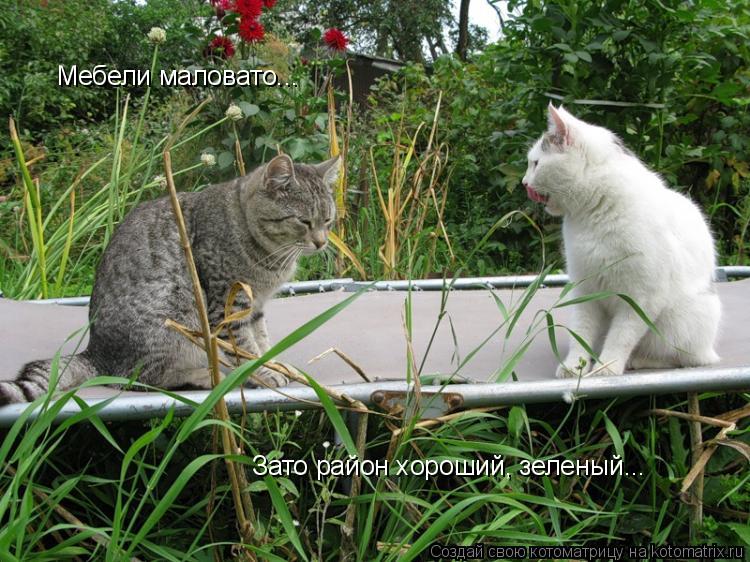 Мебели маловато... Зато район хороший, зеленый...... Котоматрица: Мебели маловато... Зато район хороший, зеленый...