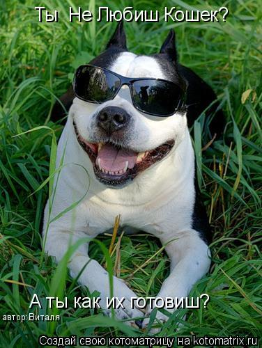 Ты Не Любиш Кошек? А ты как их готовиш? автор:Виталя... Котоматрица: Ты Не Любиш Кошек? А ты как их готовиш? автор:Виталя