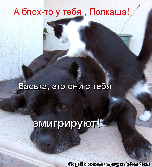 А блох-то у тебя , Полкаша! Васька, это они с тебя эмигрируют!... Котоматрица: А блох-то у тебя , Полкаша! Васька, это они с тебя эмигрируют!