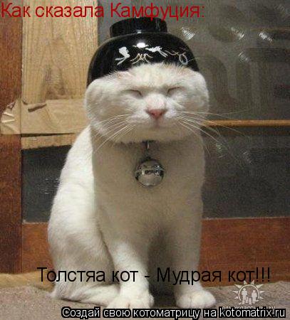 Котоматрица: Как сказала Камфуция: Толстяа кот - Мудрая кот!!!
