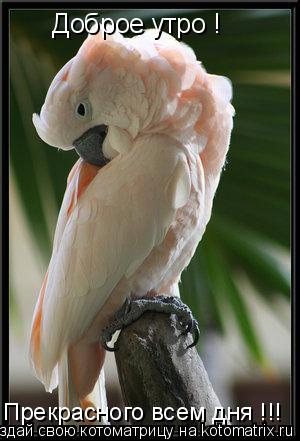 Котоматрица: Доброе утро ! Прекрасного всем дня !!!