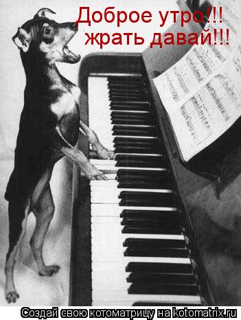 Котоматрица: Доброе утро!!! жрать давай!!!