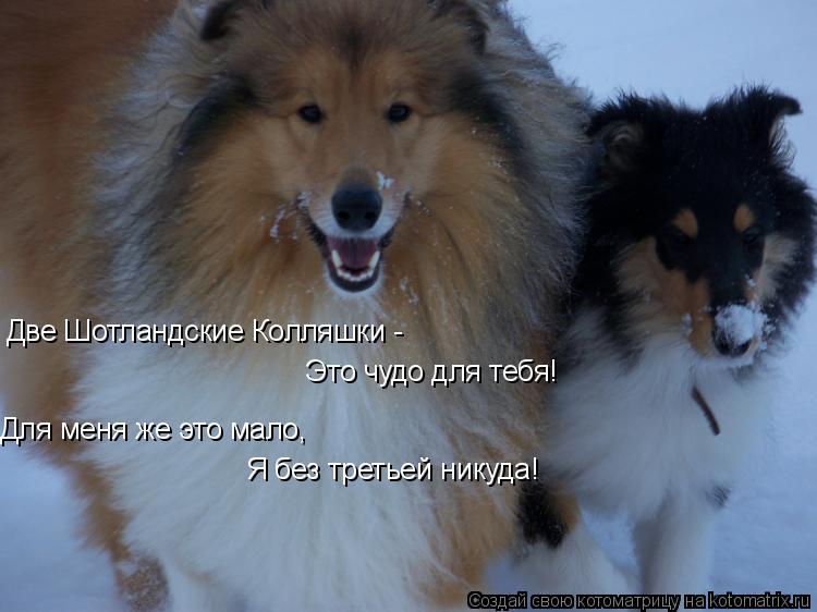 Две Шотландские Колляшки - Это чудо для тебя! Для меня же это мало, Я без третьей никуда!... Котоматрица: Две Шотландские Колляшки - Это чудо для тебя! Для меня же это мало, Я без третьей никуда!