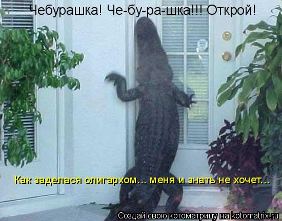 Чебурашка! Че-бу-ра-шка!!! Открой! Как заделася олигархом... меня и знать не хочет...... Котоматрица: Чебурашка! Че-бу-ра-шка!!! Открой! Как заделася олигархом... меня и знать не хочет...