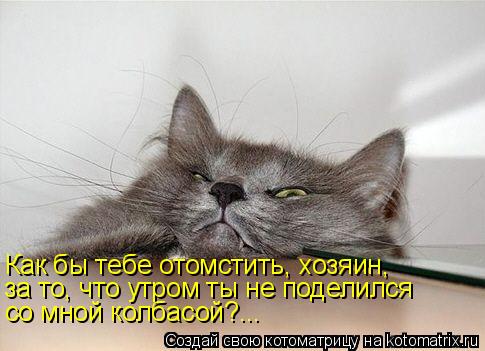Котоматрица: Как бы тебе отомстить, хозяин, за то, что утром ты не поделился со мной колбасой?...