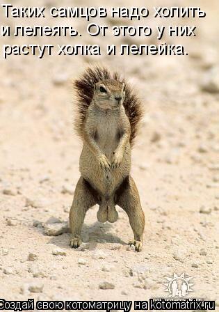 Котоматрица: Таких самцов надо холить и лелеять. От этого у них растут холка и лелейка.