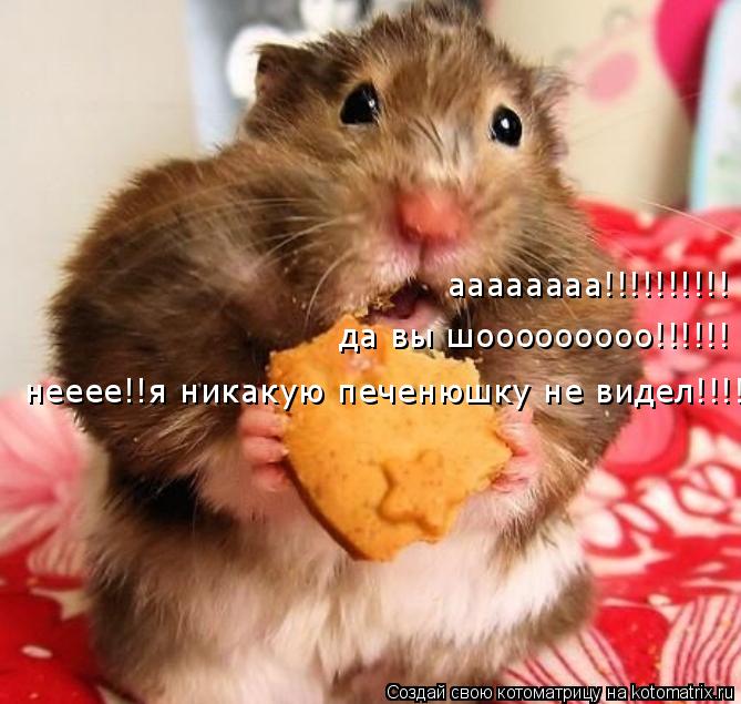 аааааааа!!!!!!!!!! да вы шооооооооо!!!!!! нееее!!я никакую печенюшку не видел!!!!... Котоматрица: аааааааа!!!!!!!!!! да вы шооооооооо!!!!!! нееее!!я никакую печенюшку не видел!!!!