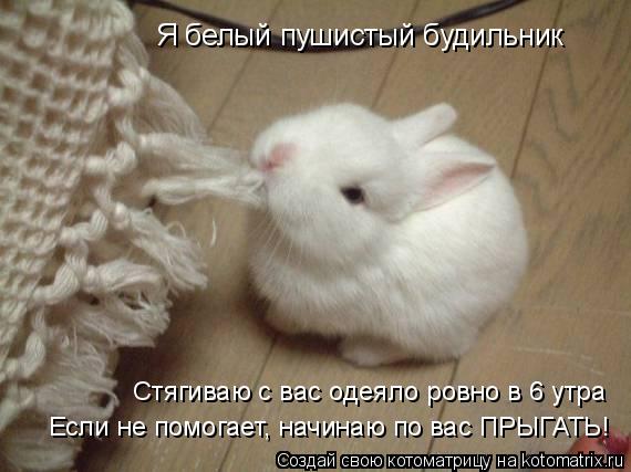 Котоматрица: Я белый пушистый будильник Стягиваю с вас одеяло ровно в 6 утра Если не помогает, начинаю по вас ПРЫГАТЬ!