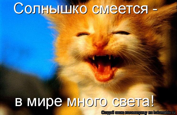 Солнышко смеется - в мире много света!... Котоматрица: Солнышко смеется - в мире много света!