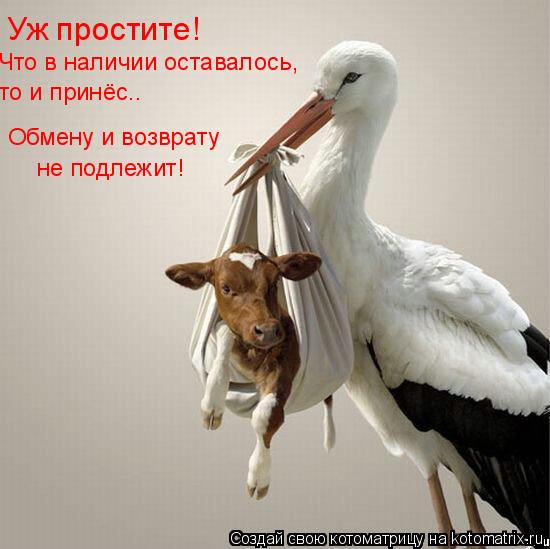 Уж простите! Что в наличии оставалось, то и принёс.. Обмену и возврату не подлежит!... Котоматрица: Уж простите! Что в наличии оставалось, то и принёс.. Обмену и возврату не подлежит!