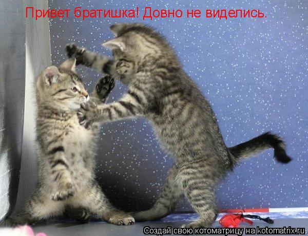 Привет братишка! Довно не виделись.... Котоматрица: Привет братишка! Довно не виделись.