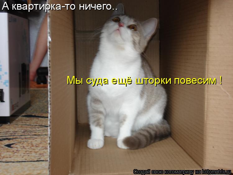 А квартирка-то ничего.. Мы суда ещё шторки повесим !... Котоматрица: А квартирка-то ничего.. Мы суда ещё шторки повесим !