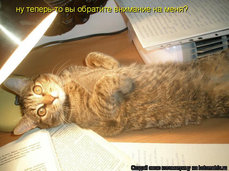 ну теперь-то вы обратите внимание на меня?... Котоматрица: ну теперь-то вы обратите внимание на меня?