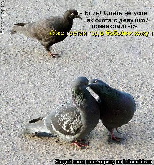 - Блин! Опять не успел! Так охота с девушкой познакомиться! (Уже третий год в бобылях хожу!)... Котоматрица: - Блин! Опять не успел! Так охота с девушкой познакомиться! (Уже третий год в бобылях хожу!)
