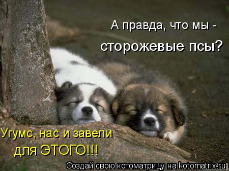 А правда, что мы - сторожевые псы? Угумс, нас и завели для ЭТОГО!!!... Котоматрица: А правда, что мы - сторожевые псы? Угумс, нас и завели для ЭТОГО!!!