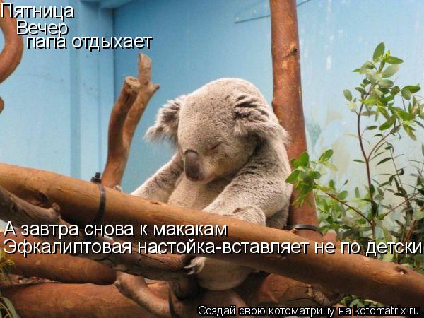 Пятница Вечер папа отдыхает А завтра снова к макакам Эфкалиптовая настойка-вставляет не по детски... Котоматрица: Пятница Вечер папа отдыхает А завтра снова к макакам Эфкалиптовая настойка-вставляет не по детски