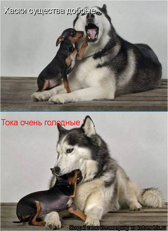 Человек собаке друг!!!