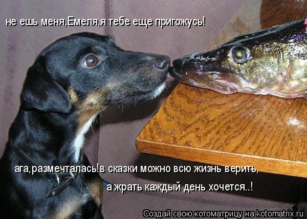 не ешь меня,Емеля,я тебе еще пригожусь! ага,размечталась!в сказки можно всю жизнь верить, а жрать каж... Котоматрица: не ешь меня,Емеля,я тебе еще пригожусь! ага,размечталась!в сказки можно всю жизнь верить, а жрать каждый день хочется..!